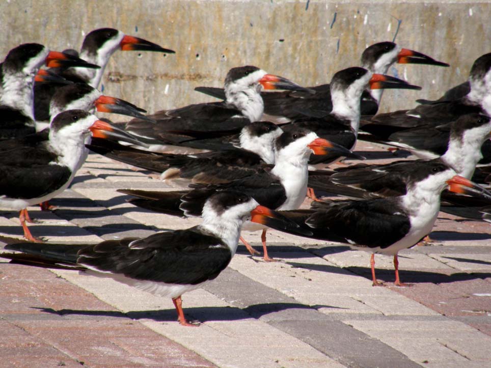 Uccelli marini dal grande becco